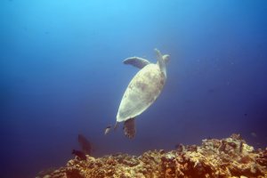 Click For Gallery Galeri Galeri Java Adventure Seekers