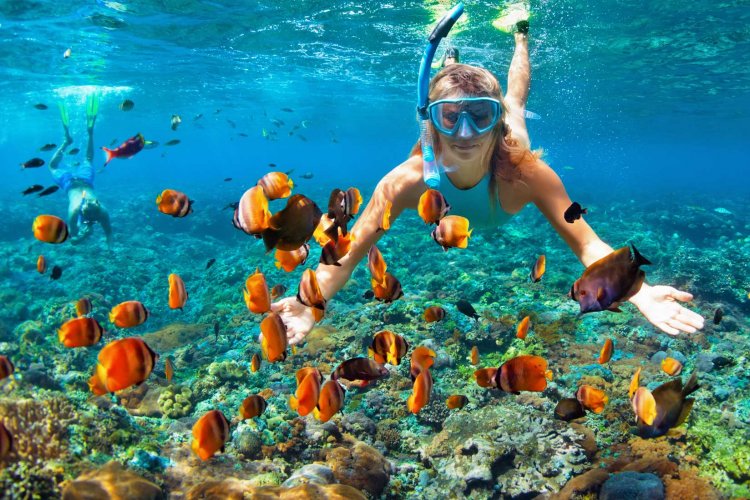 Snorkeling Trip Menjangan Tabuhan Snorkeling Trip & Diving In Menjangan & Tabuhan Island Java Adventure Seekers