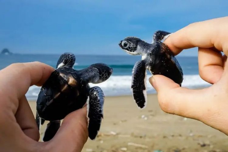 Turtle Trip Sukamade turtle trip Java Adventure Seekers