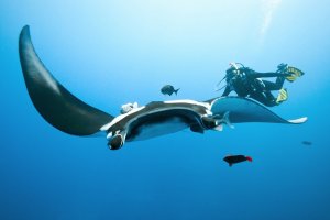Nusa Lembongan Diving Trip From Bali 2D1N nusa lembongan diving trip nusa lembongan trip,diving trip,manta trip,turtle trip Java Adventure Seekers