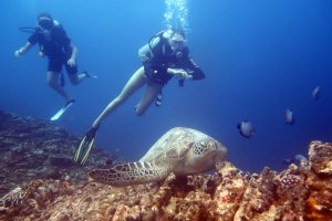 Nusa Lembongan Diving Trip From Bali 2D1N nusa lembongan diving trip Java Adventure Seekers