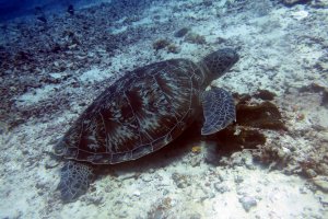 Nusa Penida Snorkeling + East Trip Nusa penida snorkeling trip snorkeling nusa penida Java Adventure Seekers