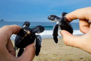 Turtle Trip Sukamade turtle trip Java Adventure Seekers